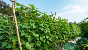 Takiego żywopłotu jeszcze nie widziałeś. Zamiast tui posadź te warzywa