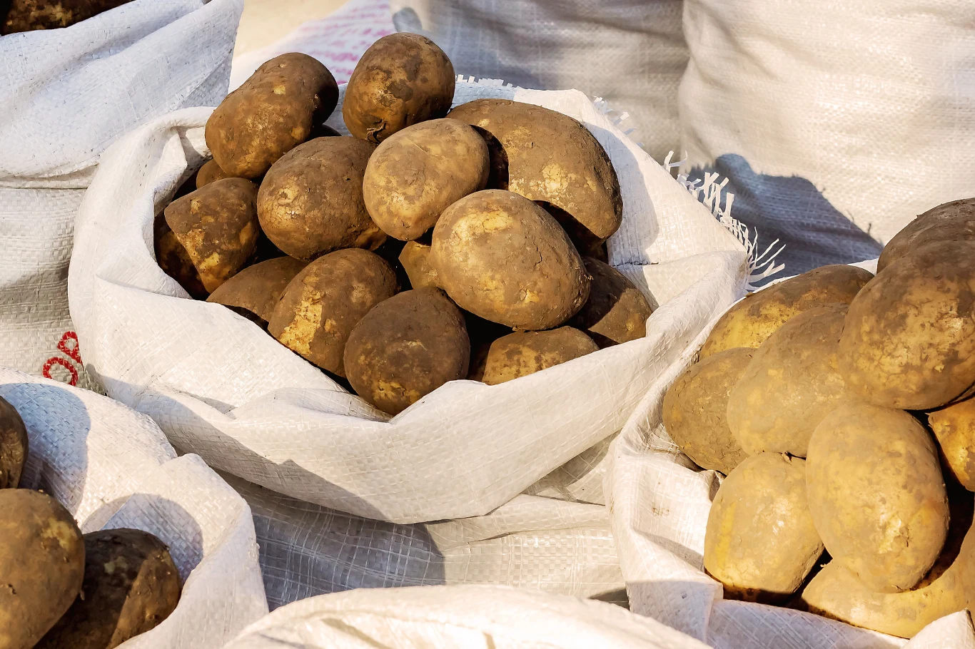 Jak przechowywać ziemniaki? Prosty sposób, dzięki któremu przetrwają zimę i nie zaczną kiełkować.