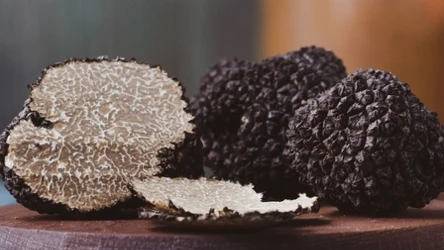 Najdroższe grzyby świata rosną np. w Jurze Krakowsko-Częstochowskiej