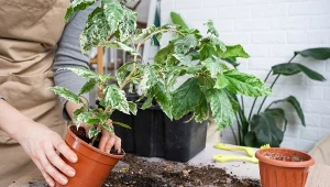 Przesadzasz rośliny doniczkowe? Ta ziemia będzie dla nich najlepsza