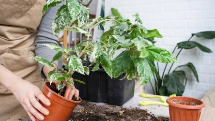 Nie wszystkie rośliny potrzebują częstego przesadzania