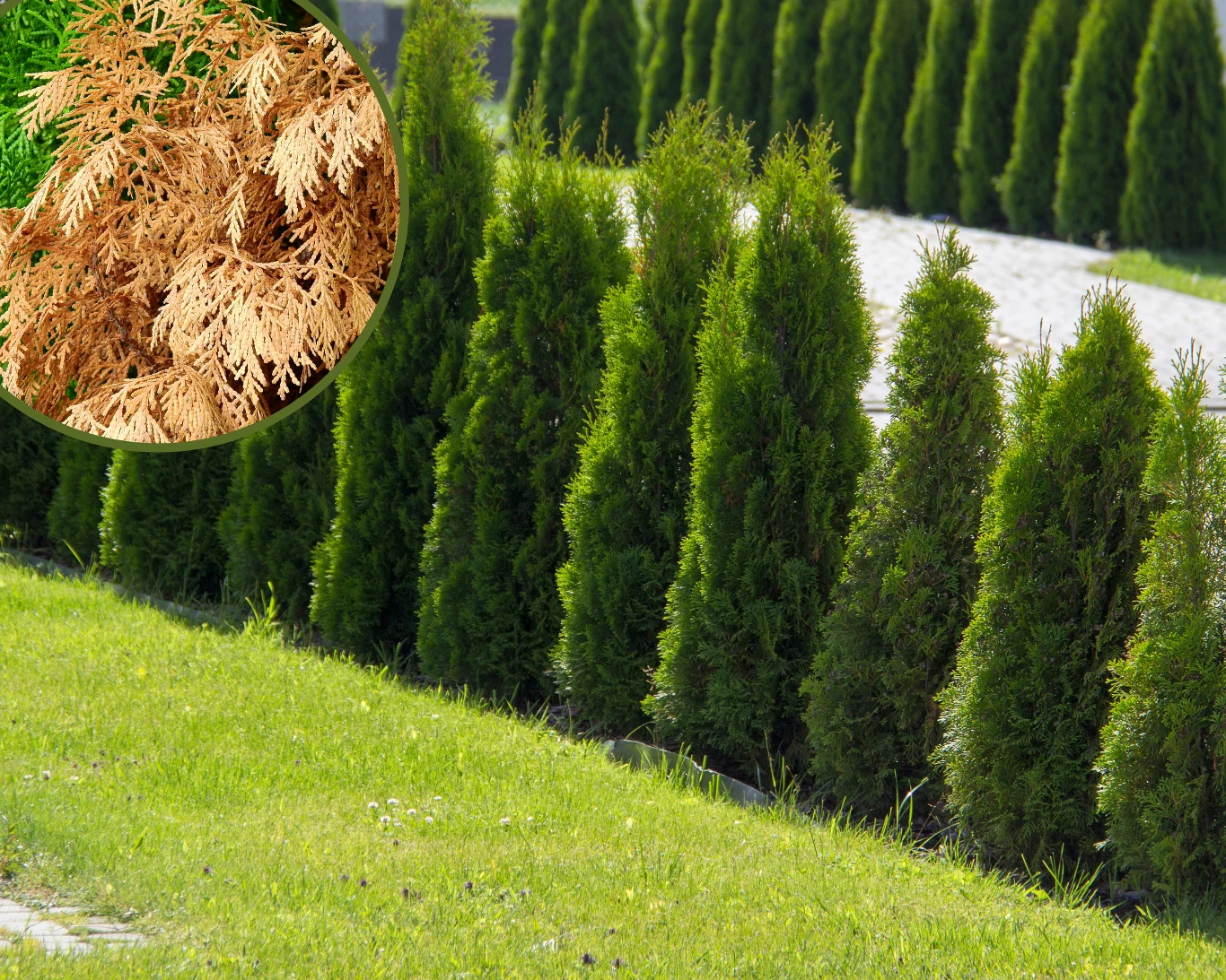 Co zrobić, gdy tuje zaczynają usychać? Co zrobić, gdy tuje zaczynają usychać?