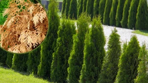 Tuje usychają? To nie brak wody, lecz poważna choroba