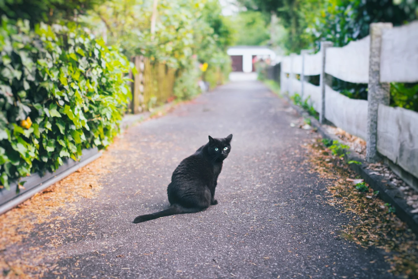 Dlaczego piątek 13 jest pechowy? Przesądne osoby uznają czarne koty za źródło nieszcześć. Dlaczego piątek 13 jest pechowy? Przesądne osoby uznają czarne koty za źródło nieszcześć.