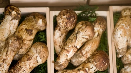 W Japonii gąska sosnowa uchodzi za wykwintny przysmak. Każdy marzy o tym, aby dostać ją w prezencie