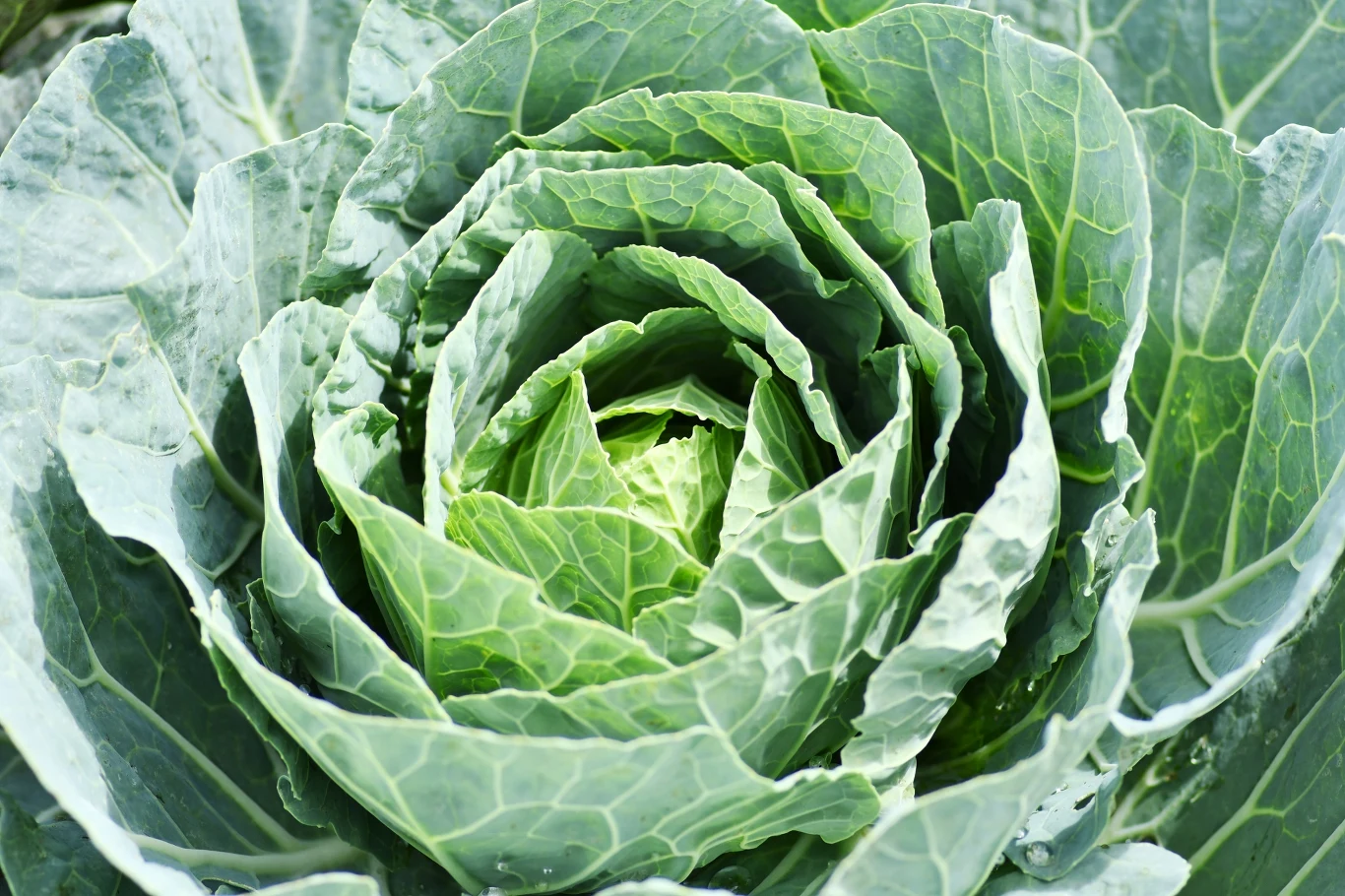 Biała kapusta to znane w Polsce warzywo, ale za rzadko zastanawiamy się, co ona nam oferuje Biała kapusta to znane w Polsce warzywo, ale za rzadko zastanawiamy się, co ona nam oferuje