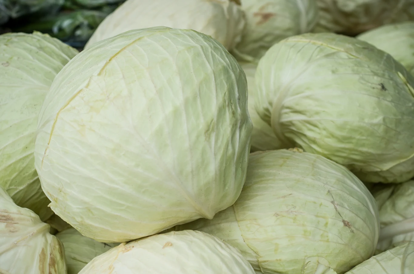 Biała kapusta jest dostępna przez cały rok, więc grzechem byłoby z niej nie korzystać Biała kapusta jest dostępna przez cały rok, więc grzechem byłoby z niej nie korzystać