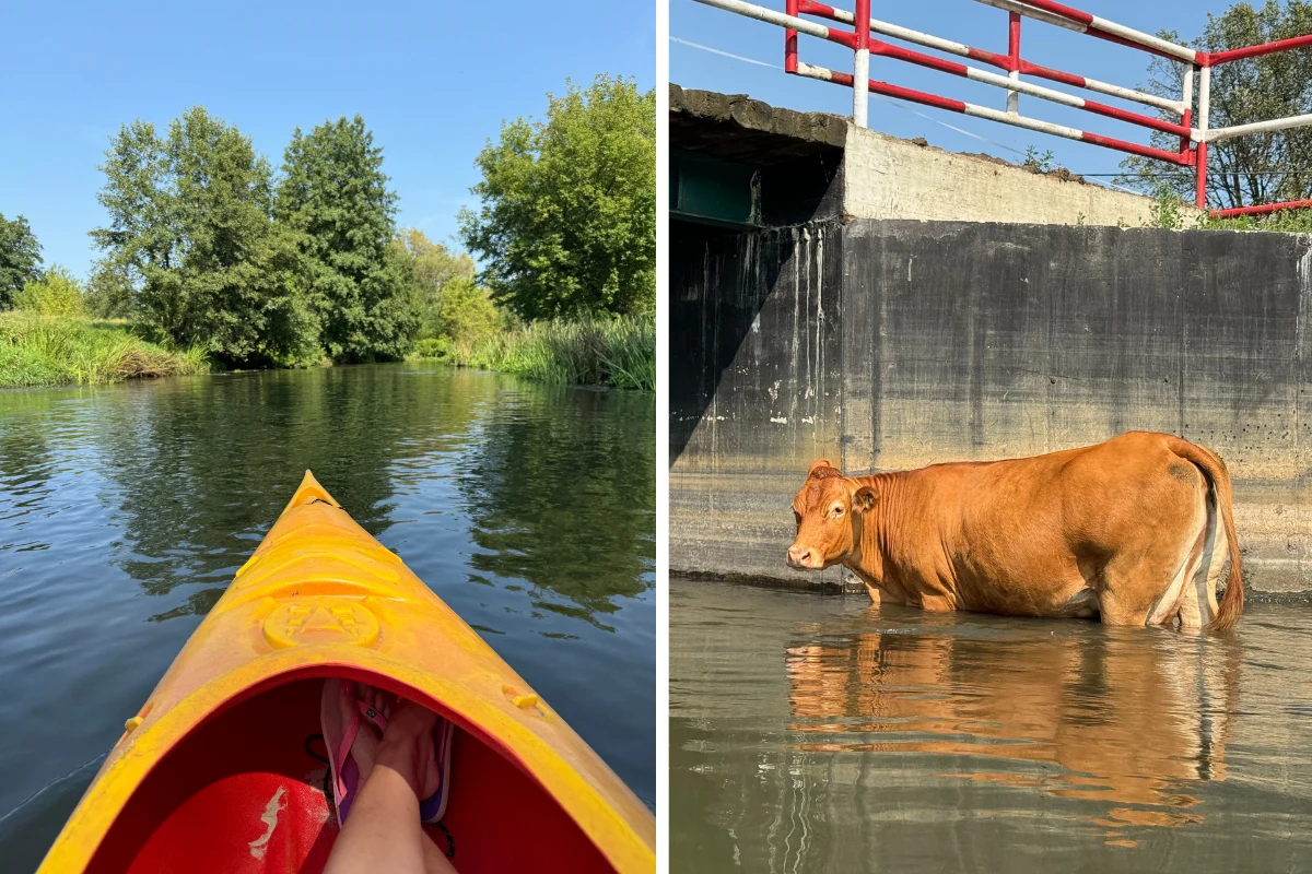 Przy braku uwagi pływanie kajakiem może skończyć się wywrotką. Można też spotkać ciekawe towarzystwo Przy braku uwagi pływanie kajakiem może skończyć się wywrotką. Można też spotkać ciekawe towarzystwo