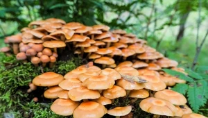 Świecące grzyby znów w polskich lasach. Mało kto wie, jakie są smaczne