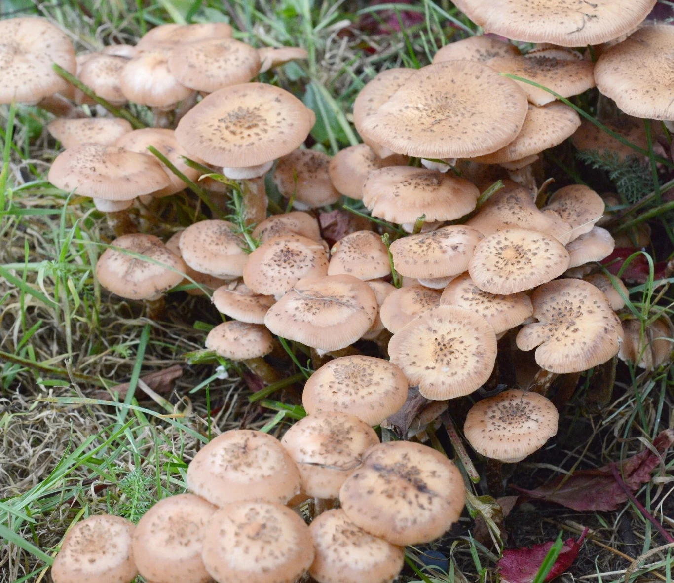 Opieńki miodowe rosną najczęściej w lasach liściastych