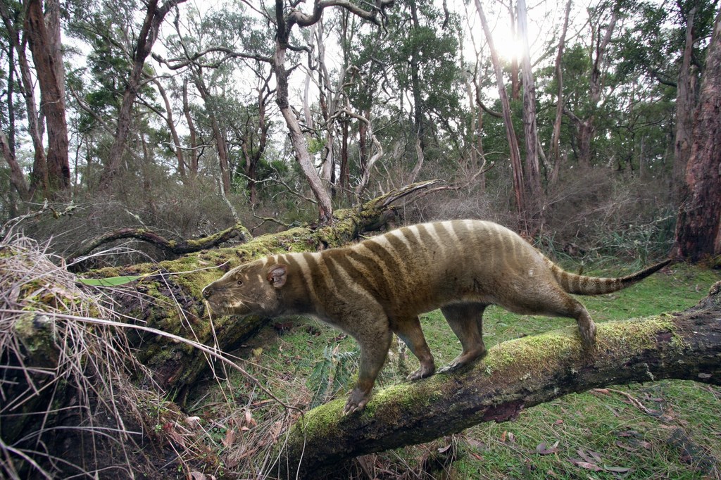 Przodkowie wilkoworów zamieszkiwali całą Australię