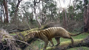 Przodkowie wilkoworów zamieszkiwali całą Australię