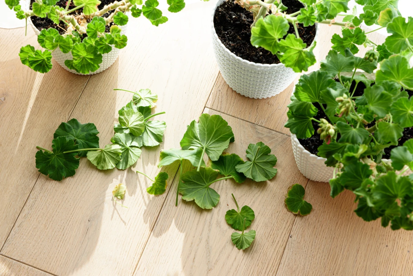 Kiedy najlepiej pobrać sadzonki pelargonii? Kiedy najlepiej pobrać sadzonki pelargonii?