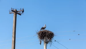 Bocian biały blisko słupa energetycznego