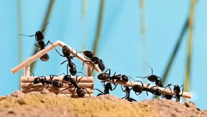 Mrówki znalazły nowy sposób na epidemie. Można się od nich nauczyć