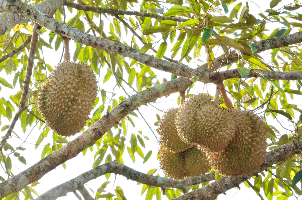 Durian na drzewie