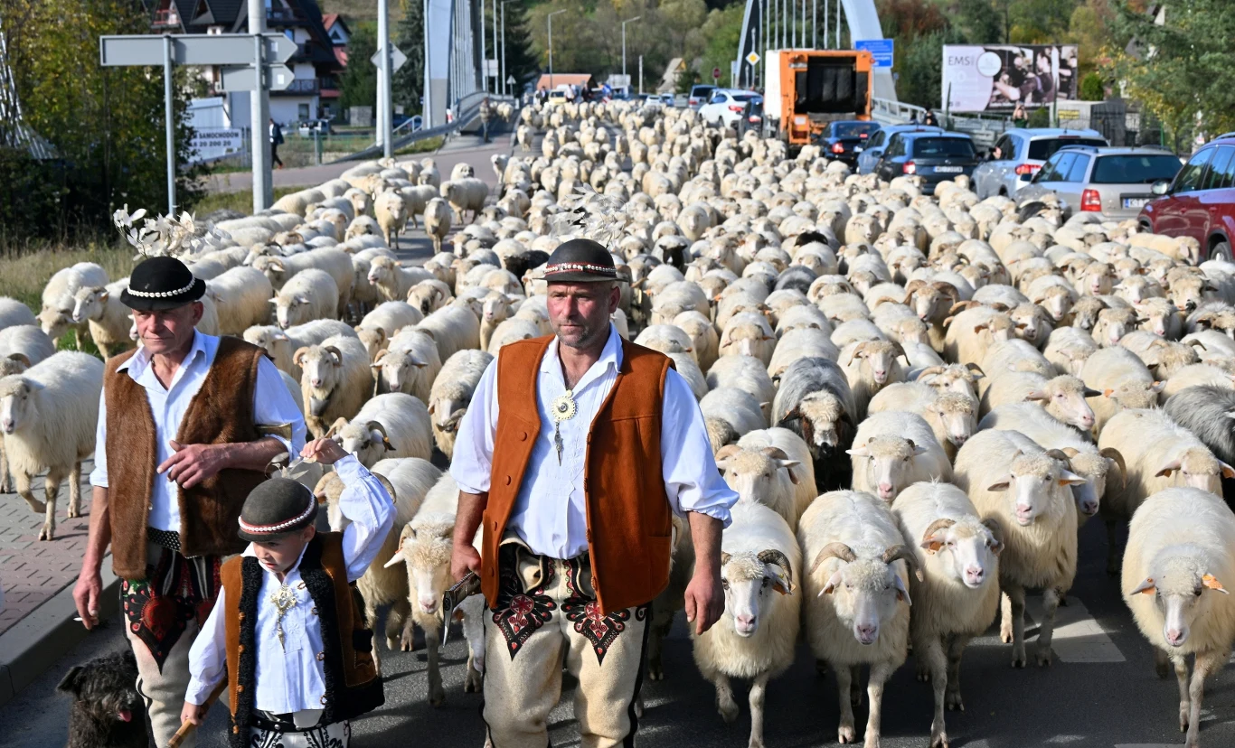 Jesienny Redyk w Szczawnicy to wyjątkowe wydarzenie, które warto ujrzeć na żywo. Jesienny Redyk w Szczawnicy to wyjątkowe wydarzenie, które warto ujrzeć na żywo.