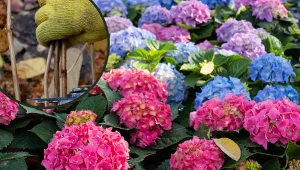 To najprostsza metoda rozmnażania hortensji. Ogrodnik radzi, kiedy pobrać sztobry