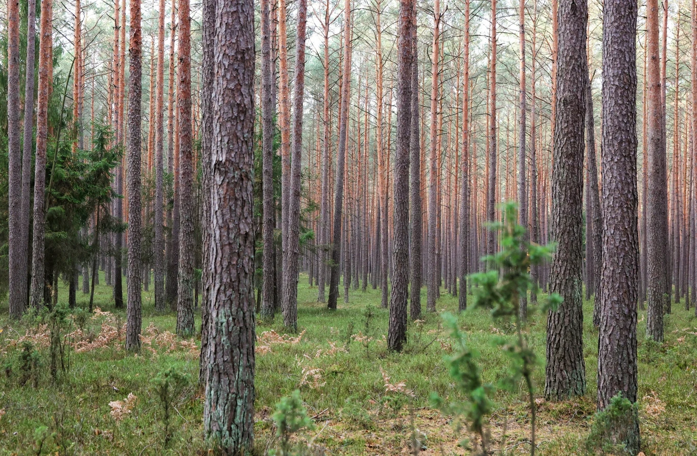 Wybierasz się do lasu? Pamiętaj o tych zasadach bezpieczeństwa Wybierasz się do lasu? Pamiętaj o tych zasadach bezpieczeństwa
