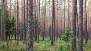 Wybierasz się do lasu? Pamiętaj o tych zasadach bezpieczeństwa