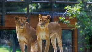 Wrocław szykuje się na podtopienia. W 1997 r. trzeba było ratować nawet zoo