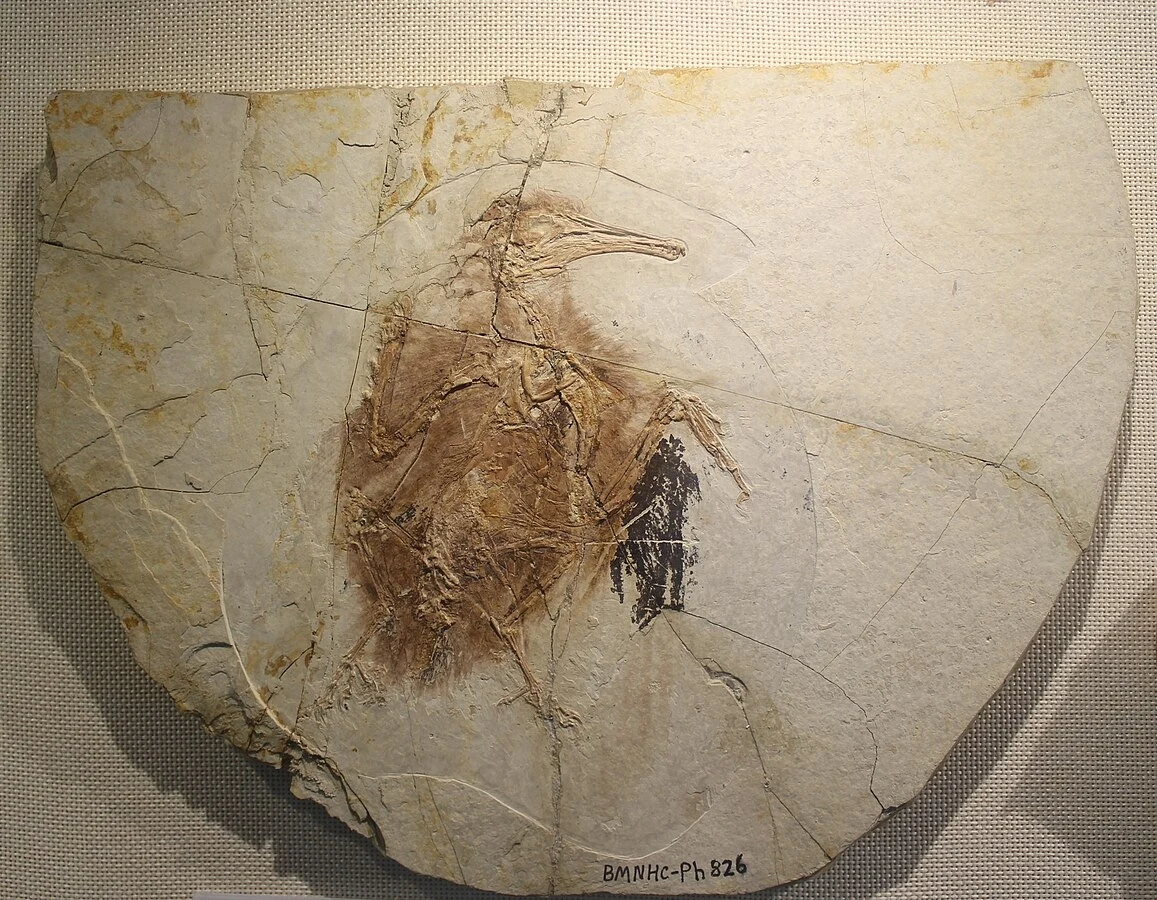 Skamieniałe szczątki ptaka z rodzaju Longipteryx z Chin