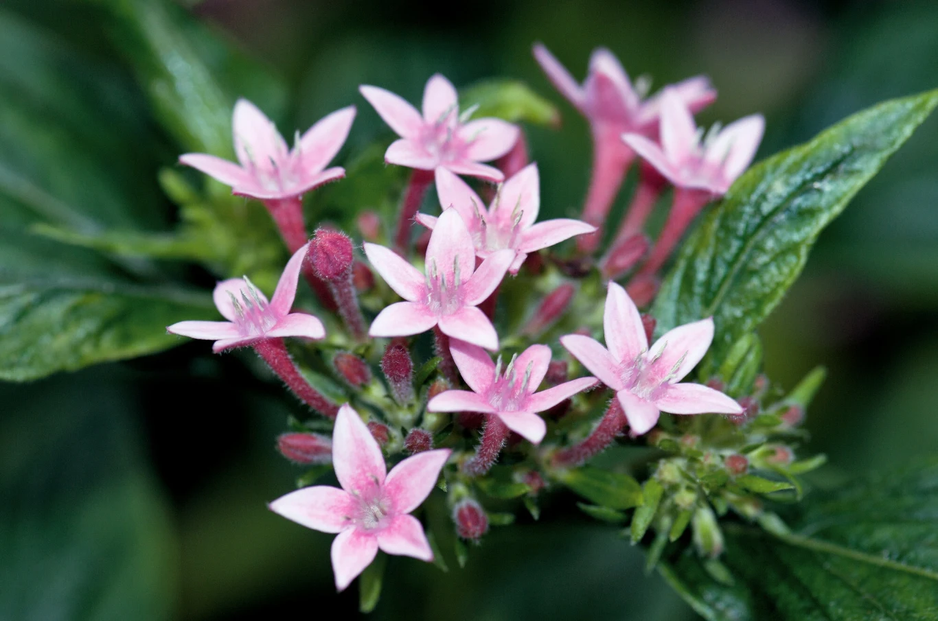 Kwiaty piątaka lancetowatego wyglądają jak gwiazdki