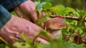 Wybierasz się na grzybobranie zaraz po deszczu? Przez to masz puste koszyki