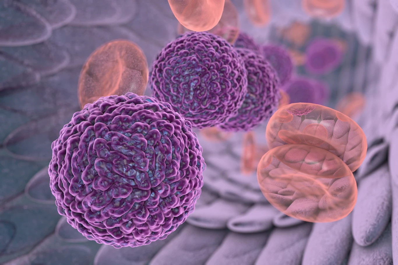 Wirus dengi wśród krwinek w krwiobiegu