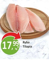 Tilapia