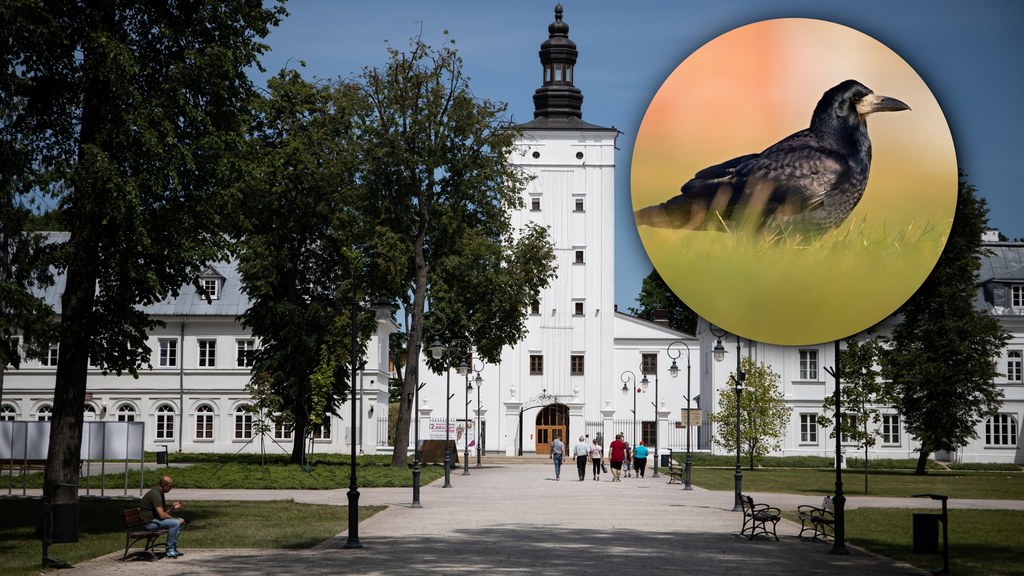 Do budżetu obywatelskiego w Białej Podlaskiej zgłoszono kontrowersyjny pomysł. Ornitolodzy alarmują, że zagrożone są nie tylko gawrony, ale i inne ptaki