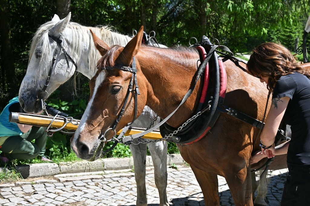 Resort klimatu zapowiedział, że zlikwiduje transport konny w Tatrach