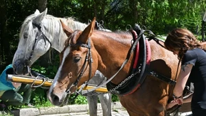 Resort klimatu zapowiedział, że zlikwiduje transport konny w Tatrach