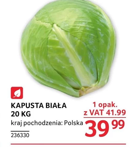 Kapusta biała