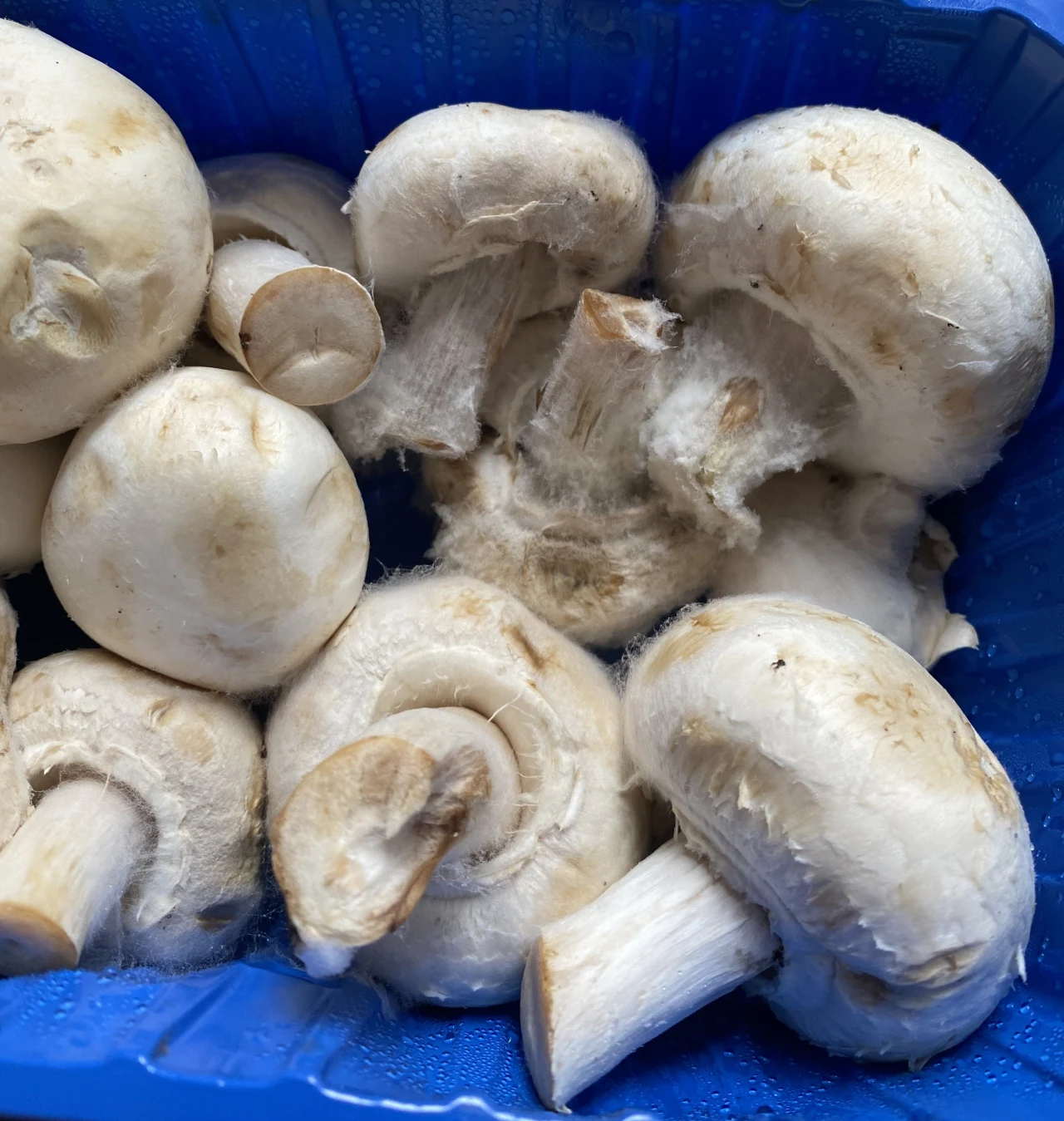 Pieczarki z Biedronki z nalotem pleśni.