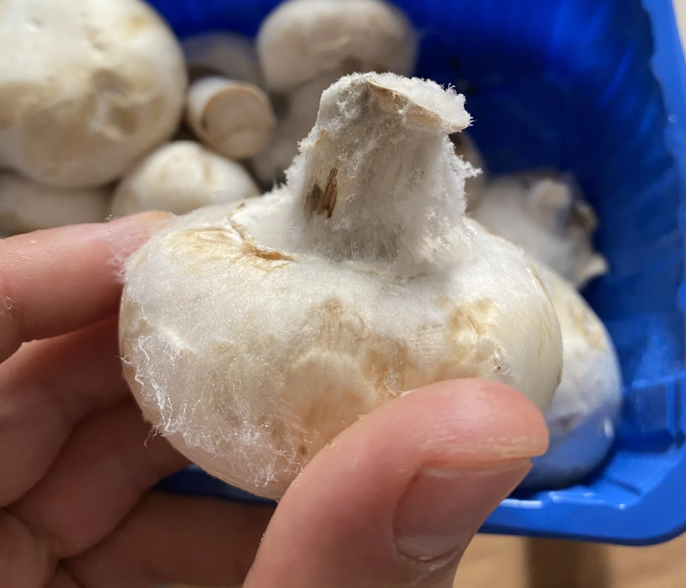 Pieczarka z białą pleśnią na trzonie.