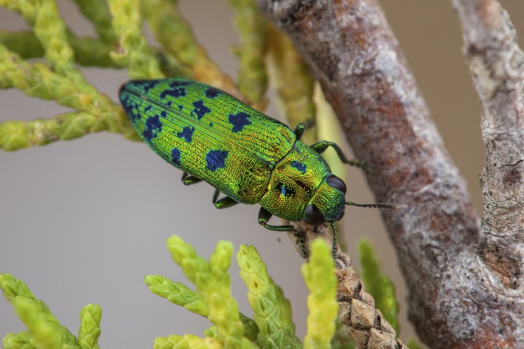 Dumek jałowcowy, jego nazwa po angielsku brzmi "Cypress jewel beetle"