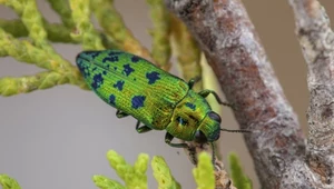 Dumek jałowcowy, jego nazwa po angielsku brzmi "Cypress jewel beetle"