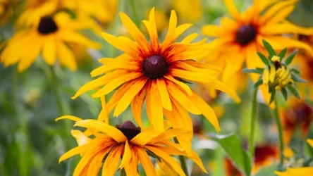 Rudbekie wymagają specjalnej pielęgnacji przed zimą. Dzięki temu pięknie zakwitną w kolejnym sezonie.