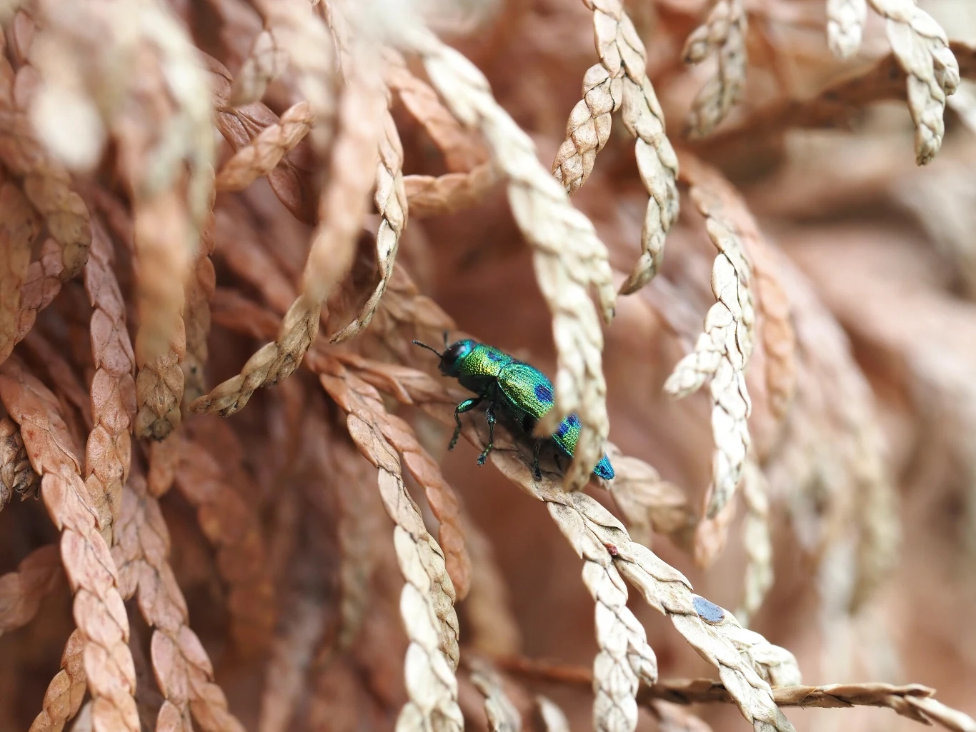 Rozprzestrzenianiu tego gatunku w kraju będzie sprzyjało także częste występowanie roślin żywicielskich, powszechnie sadzonych przy domach, na skwerach, w parkach itd.