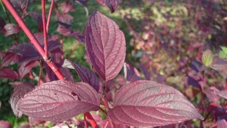 Cornus Alba Verpaalen3 to wyjątkowa roślina