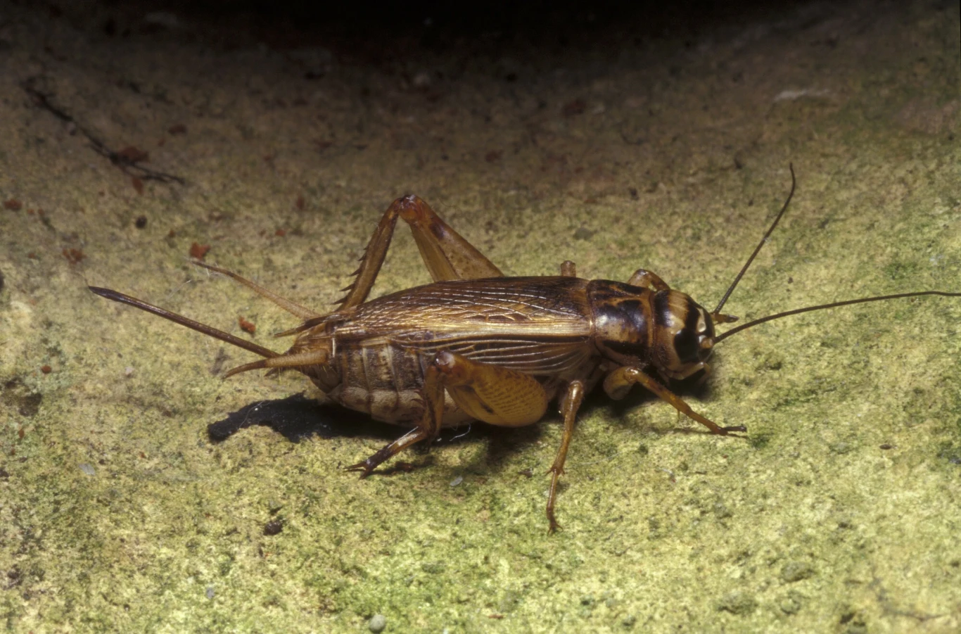 Świerszcz domowy odzywa się wieczorami i nocą