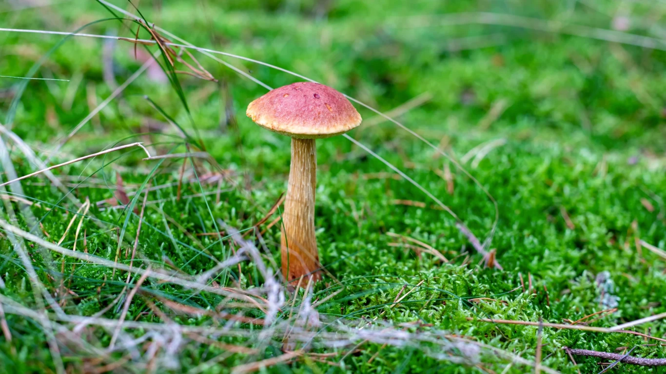 Borowik amerykański coraz częściej występuje w Polsce Borowik amerykański coraz częściej występuje w Polsce. Niestety z tego powodu może być trudniej o borowiki szlachetne