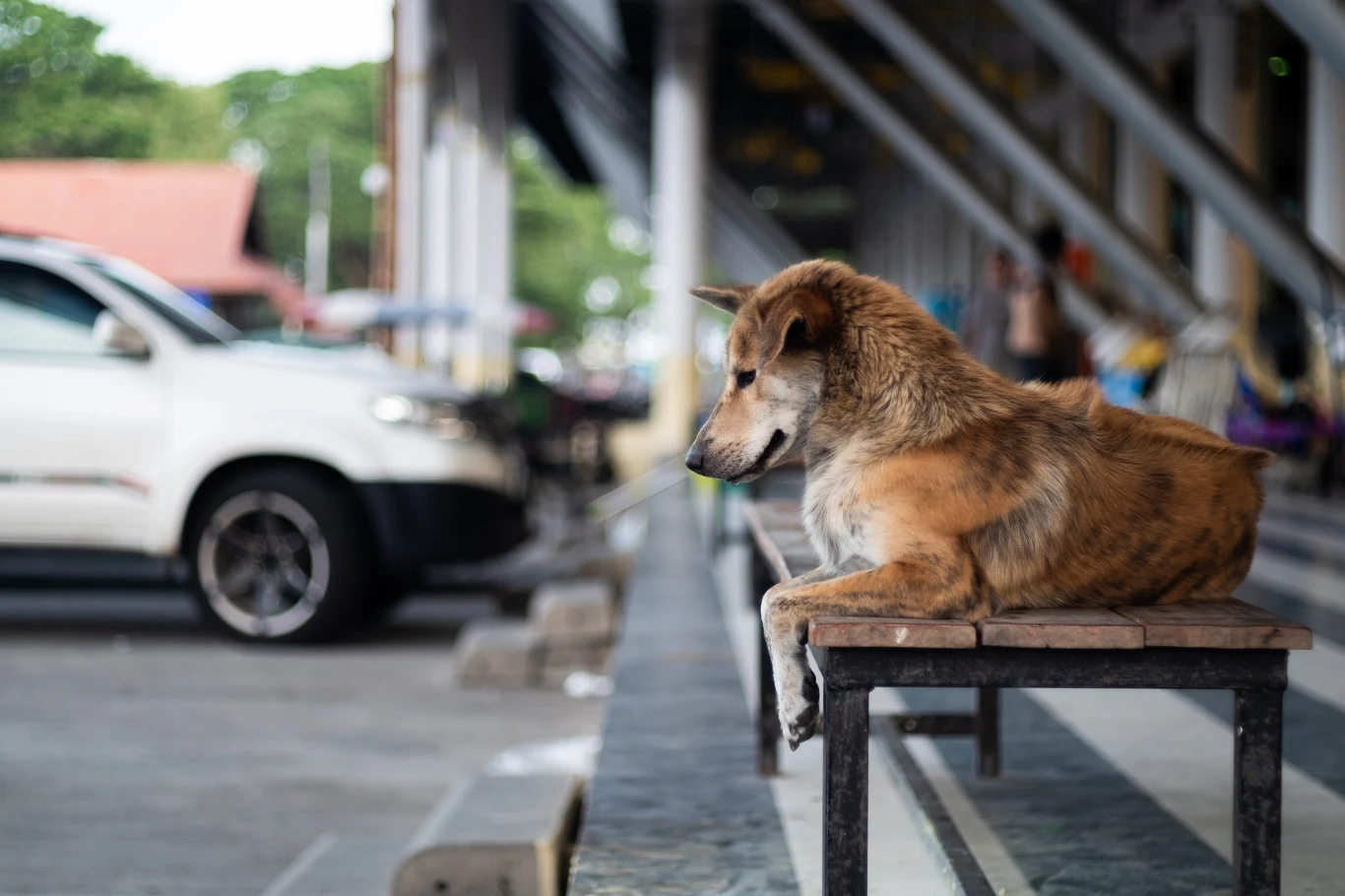 Kundle nie okazują się wcale zdrowsze od psów rasowych