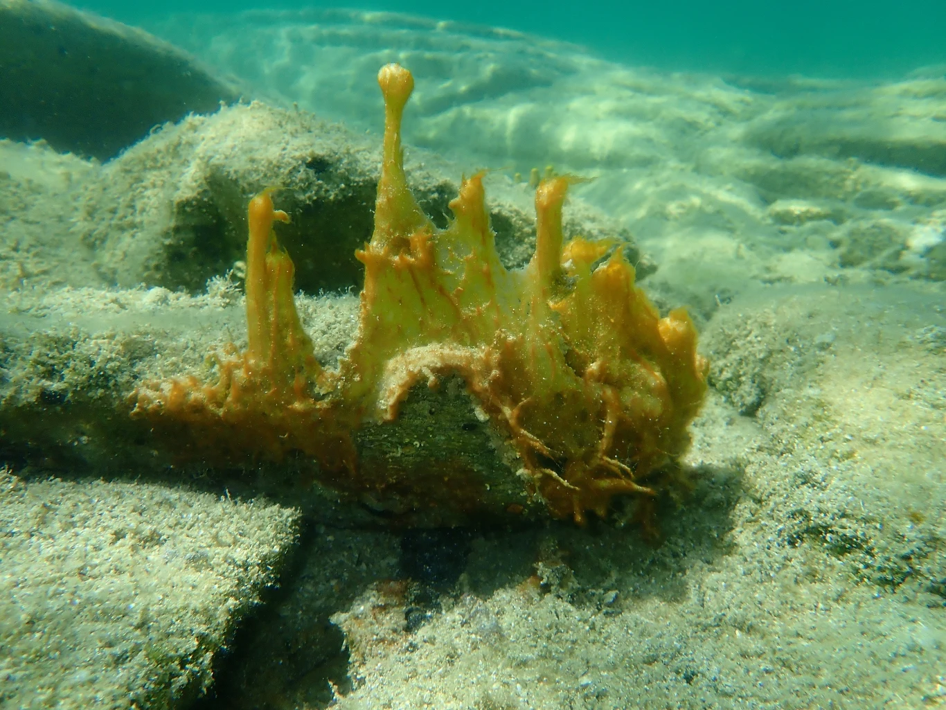 Cyjanobakterie w Morzu Egejskim