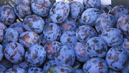 Śliwka węgierka jest jednym z najsmaczniejszych jesiennych owoców. Odpowiednio zadbaj o drzewka owocowe we wrześniu, a za rok obficie obsypie się owocami