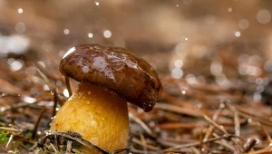 Kiedy jechać na grzyby po deszczu?