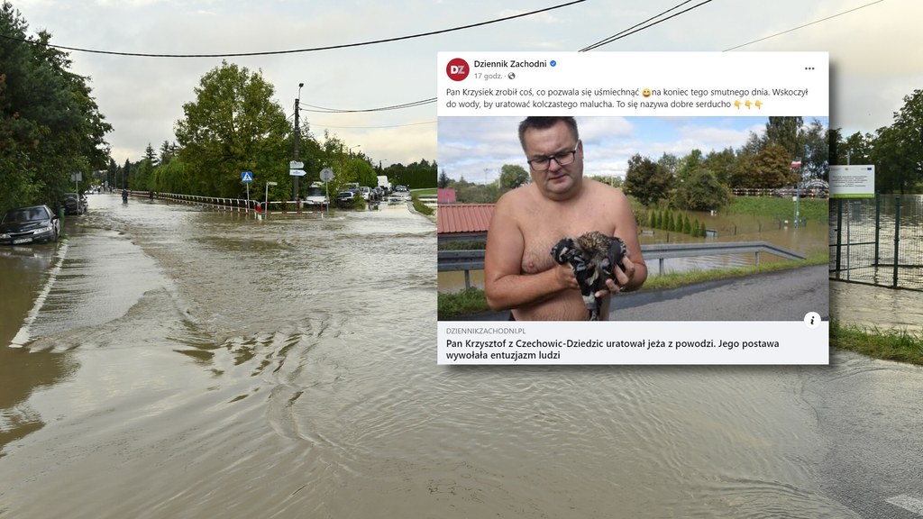 Pan Krzysztof uratował z powodzi płynącego w wodzie jeża