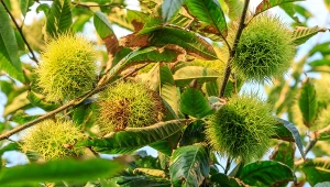 Kasztanowiec w ogrodzie marnieje? W ten sposób możesz go uratować