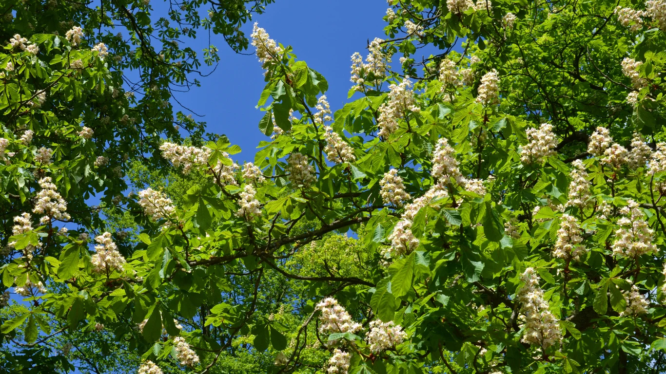 Odpowiednio pielęgnowane drzewo kasztanowca będzie zielone przez całe lato.